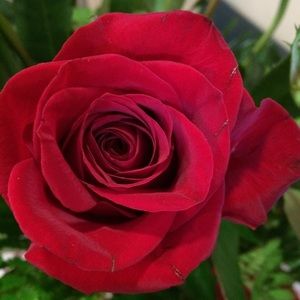 Meet your Posher, Nora